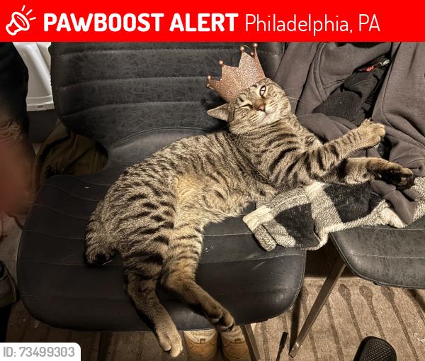 Lost Male Cat last seen Warnock and Ruscomb intersection, Philadelphia, PA 19141