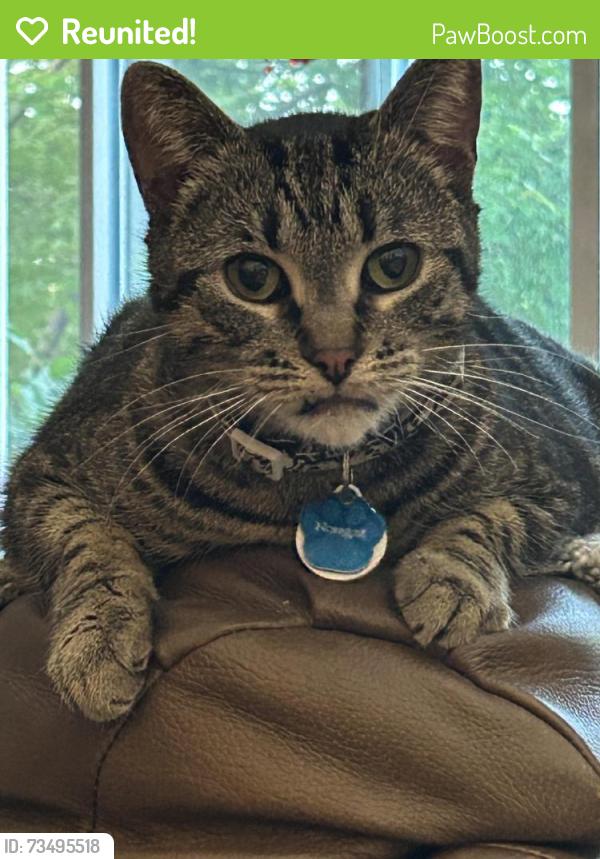 Reunited Male Cat last seen Alpine and Tamarack, Grand Rapids, MI 49504