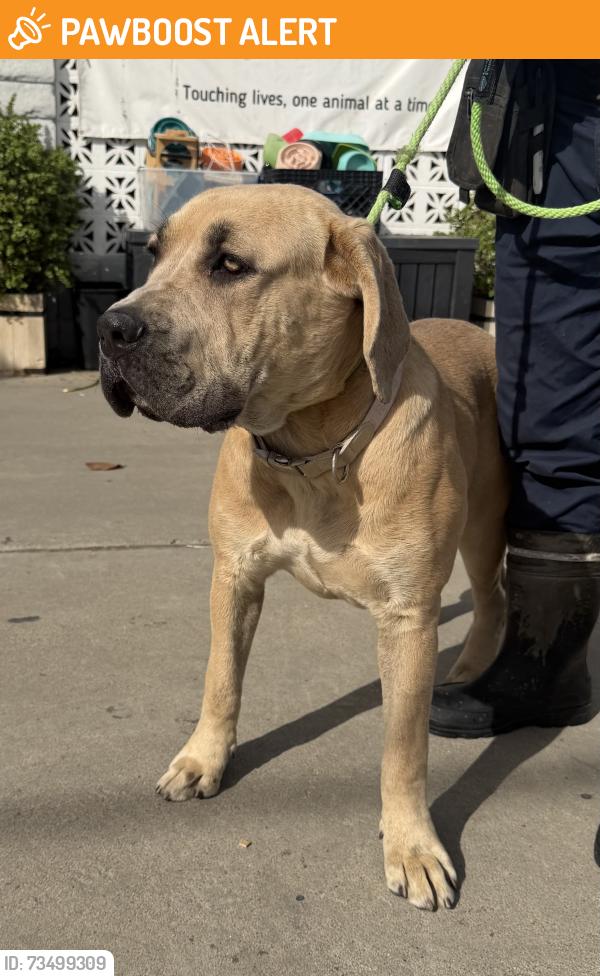 Found/Stray Female Dog last seen Pacific Ave and 23rd Street, Manhattan Beach, CA 90266