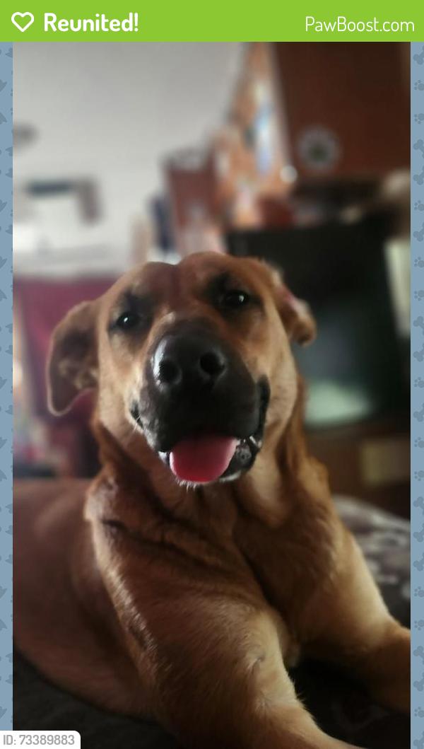Reunited Female Dog last seen Gen7 Gas Station, Wallaceburg, ON N8A 4K9