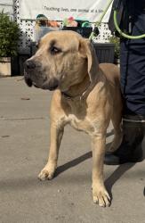 Found/Stray Female Dog last seen Pacific Ave and 23rd Street, Manhattan Beach, CA 90266