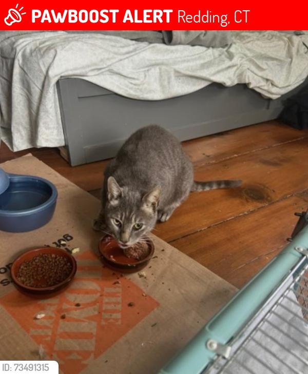 Lost Female Cat last seen Umpawaug Rd, Peaceable St, Goodsell Hill Rd and Redding Rd, Redding, CT 06896