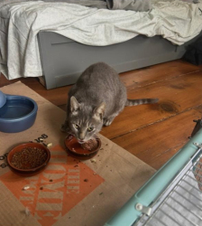 Lost Female Cat last seen Umpawaug Rd, Peaceable St, Goodsell Hill Rd and Redding Rd, Redding, CT 06896