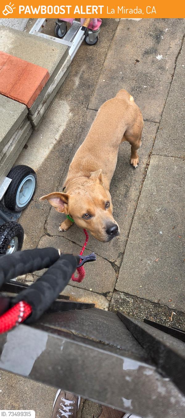 Found/Stray Male Dog last seen Granada and Stamy, La Mirada, CA 90638