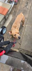 Found/Stray Male Dog last seen Granada and Stamy, La Mirada, CA 90638
