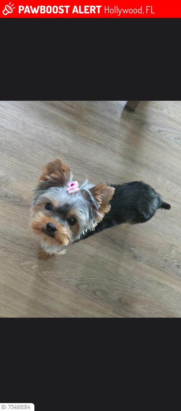 Lost Female Dog last seen Madison St and US 1, Hollywood, FL 33020