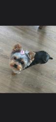 Lost Female Dog last seen Madison St and US 1, Hollywood, FL 33020