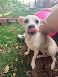 Found/Stray Male Dog last seen The Villages at Coffee Creek, Edmond, OK 73003