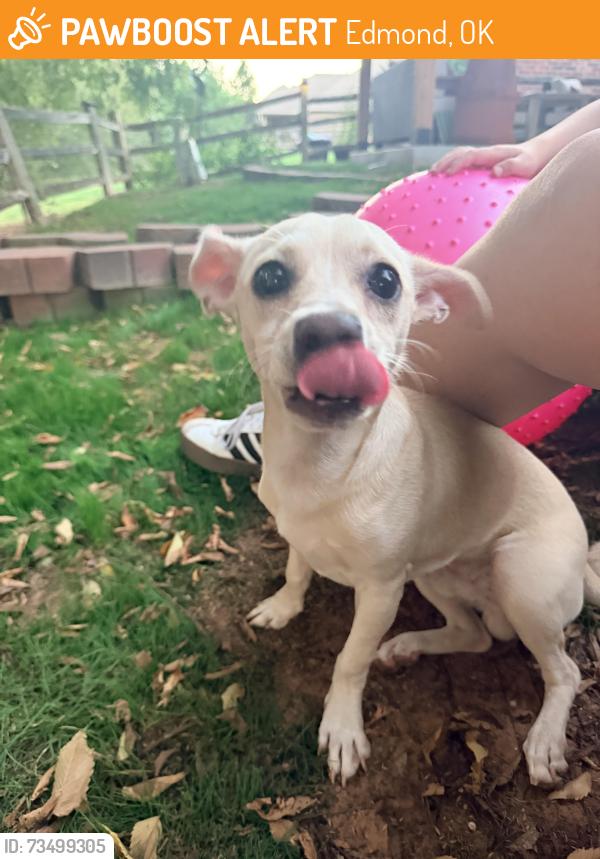 Found/Stray Male Dog last seen The Villages at Coffee Creek, Edmond, OK 73003