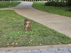 Found/Stray Male Dog last seen Circle loop around middle of park, East of Baseball Field, Dallas, TX 75217
