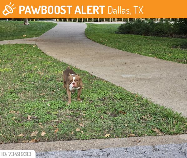 Found/Stray Male Dog last seen Circle loop around middle of park, East of Baseball Field, Dallas, TX 75217