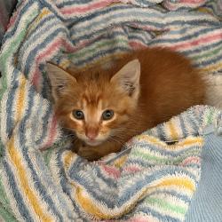 Shelter Stray Male Cat last seen , 12910 Yukon Ave, Hawthorne, CA 90250, USA
