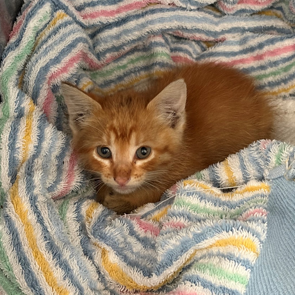 Shelter Stray Male Cat last seen , 12910 Yukon Ave, Hawthorne, CA 90250, USA