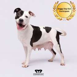 Shelter Stray Female Dog last seen , 3607 N Armenia Ave, Tampa, FL 33607, USA