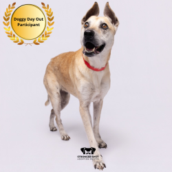 Shelter Stray Female Dog last seen , 3607 N Armenia Ave, Tampa, FL 33607, USA