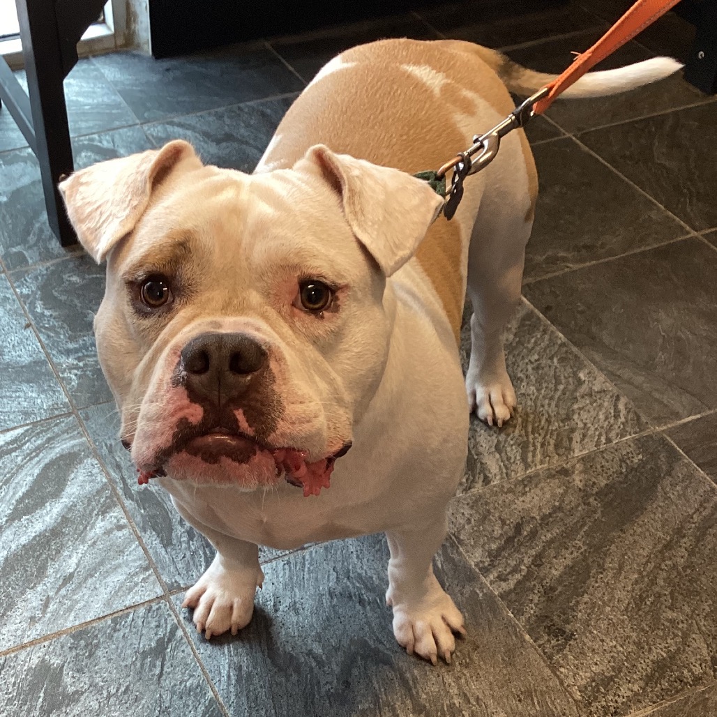 Shelter Stray Male Dog last seen , 3607 N Armenia Ave, Tampa, FL 33607, USA