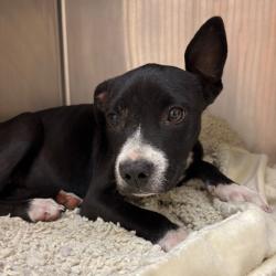 Shelter Stray Female Dog last seen , 2350 Appling City Cove, Memphis, TN 38133, USA
