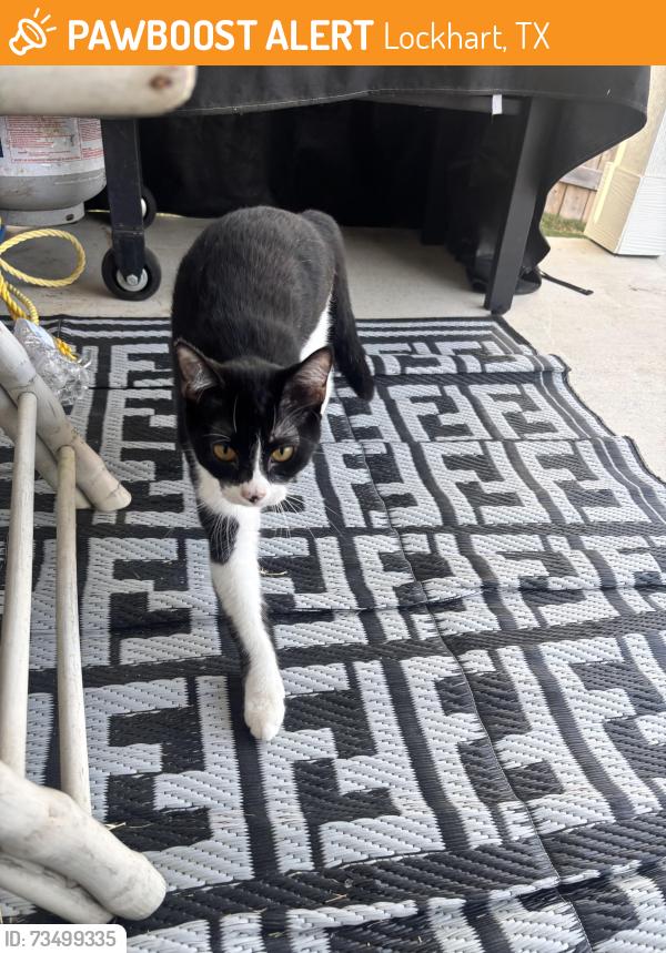 Found/Stray Unknown Cat last seen Wonderyard, Lockhart, TX 78644
