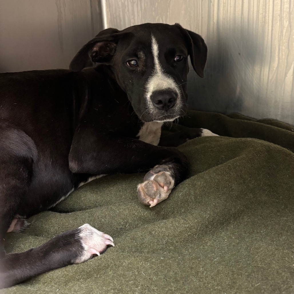 Shelter Stray Male Dog last seen , 2350 Appling City Cove, Memphis, TN 38133, USA