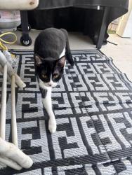Found/Stray Unknown Cat last seen Wonderyard, Lockhart, TX 78644