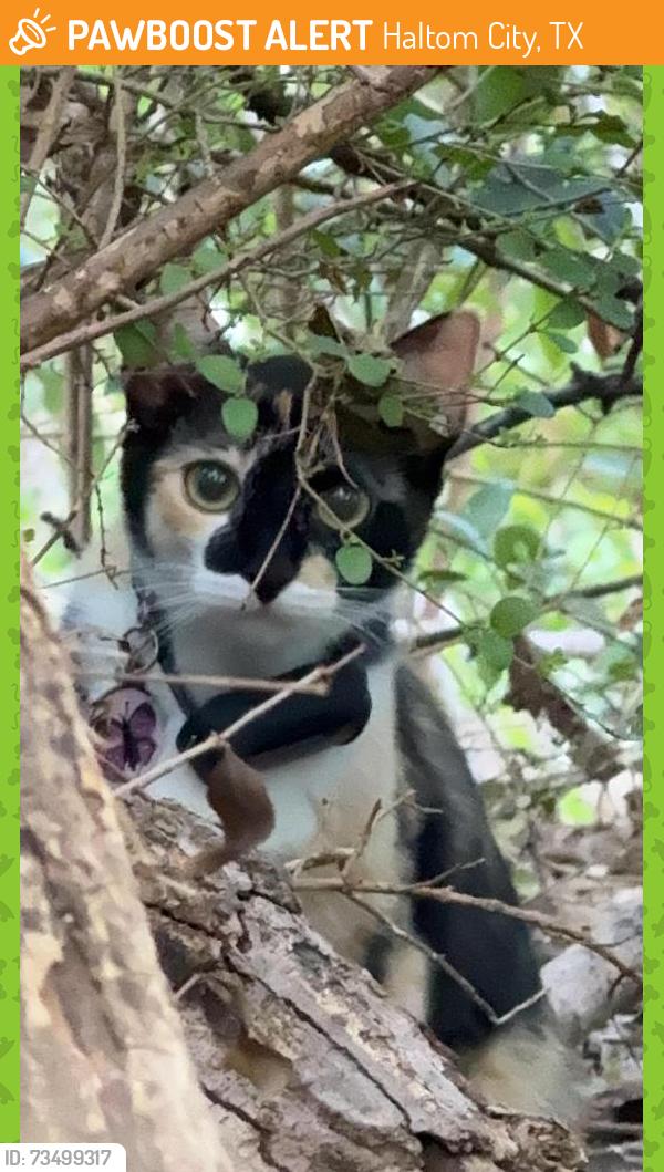 Found/Stray Unknown Cat last seen Glenview and Starlight Drive, Haltom City, TX 76117