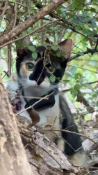 Found/Stray Unknown Cat last seen Glenview and Starlight Drive, Haltom City, TX 76117