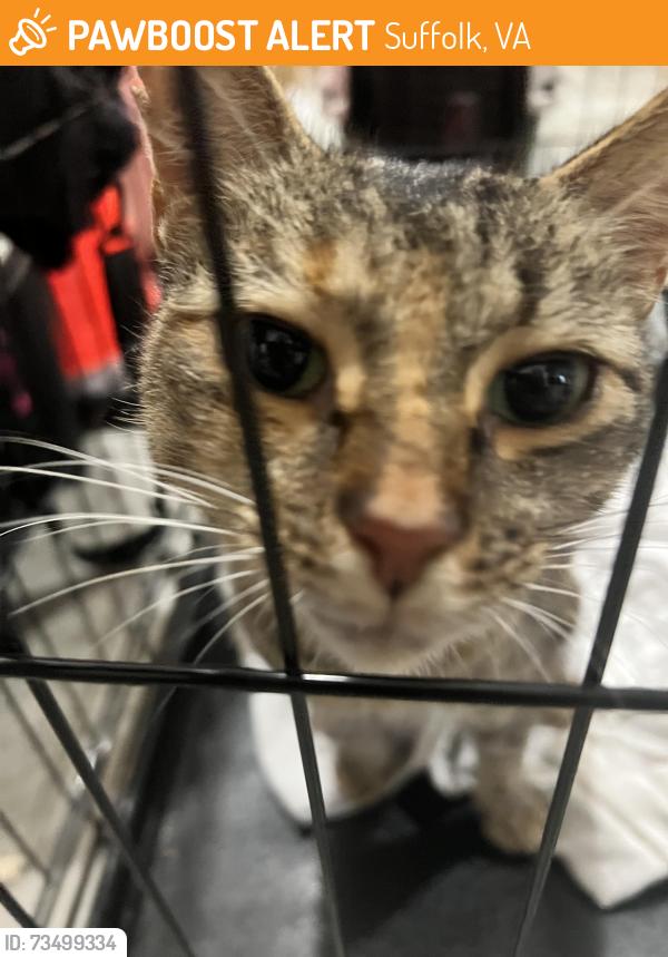 Found/Stray Unknown Cat last seen Bayberry Cove Suffolk, VA 23435 Scotch Pine Road, Suffolk, VA 23435
