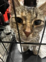 Found/Stray Unknown Cat last seen Bayberry Cove Suffolk, VA 23435 Scotch Pine Road, Suffolk, VA 23435