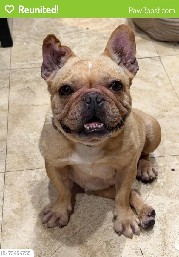 Reunited Female Dog last seen Venice and spaulding ave, Los Angeles, CA 90019