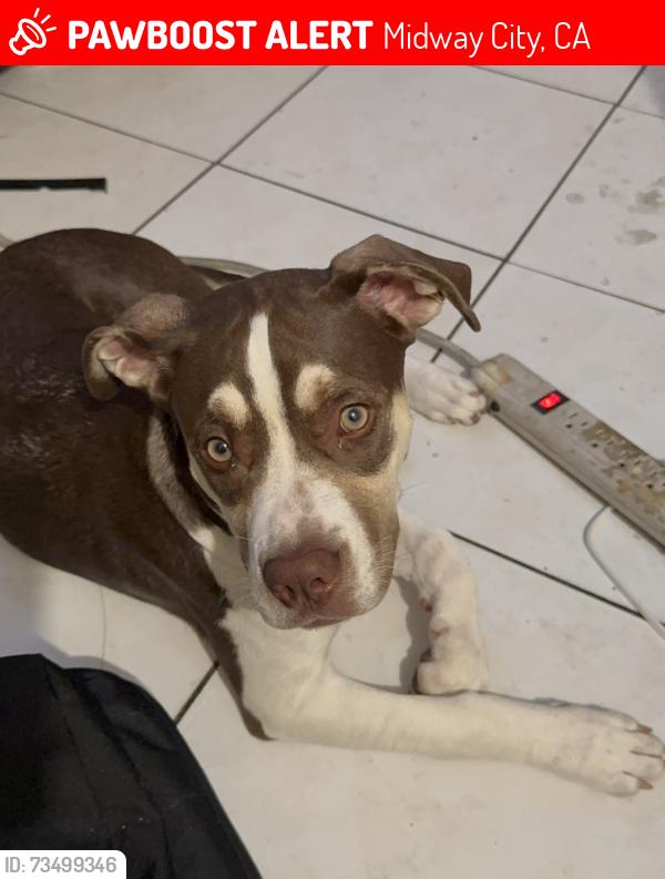 Lost Female Dog last seen hunter lane and madison ave near hayden elementary, Midway City, CA 92655