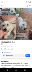 Reunited Male Dog last seen Greenville sc, Greenville, SC 29601