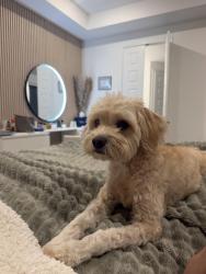 Reunited Male Dog last seen Towne lake and tuckerton by the Trader Joe’s, Houston, TX 77433