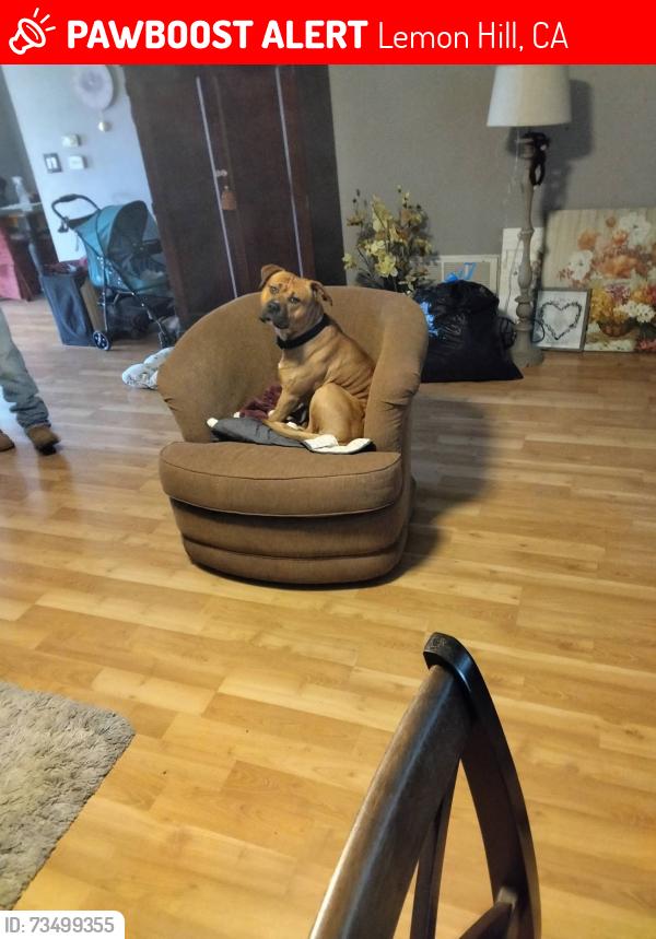 Lost Male Dog last seen Franklin Blvd and 47th Ave, Lemon Hill, CA 95824