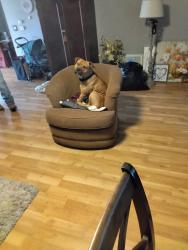 Lost Male Dog last seen Franklin Blvd and 47th Ave, Lemon Hill, CA 95824