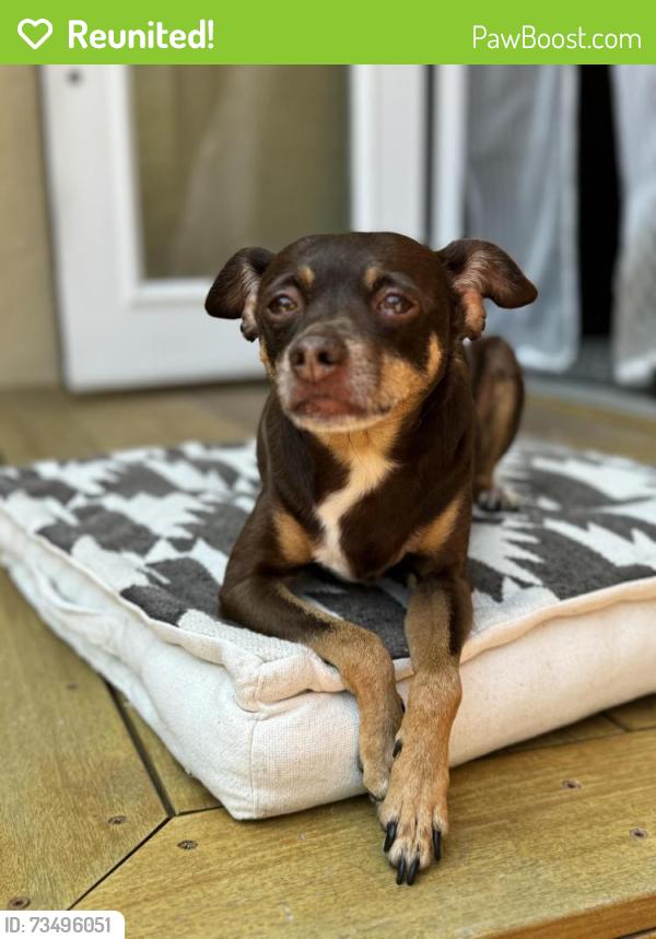 Reunited Male Dog last seen Berkshire Avenue, Los Angeles, CA 90032