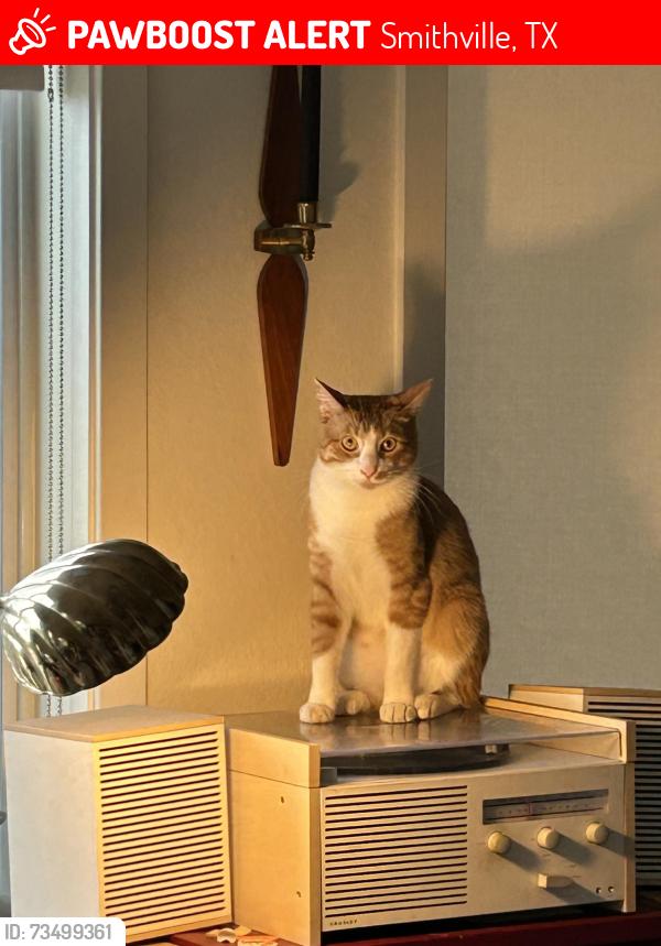 Lost Male Cat last seen 7th and Marburger, Smithville, TX 78957