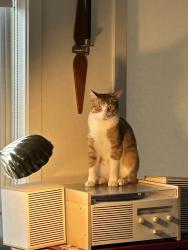 Lost Male Cat last seen 7th and Marburger, Smithville, TX 78957