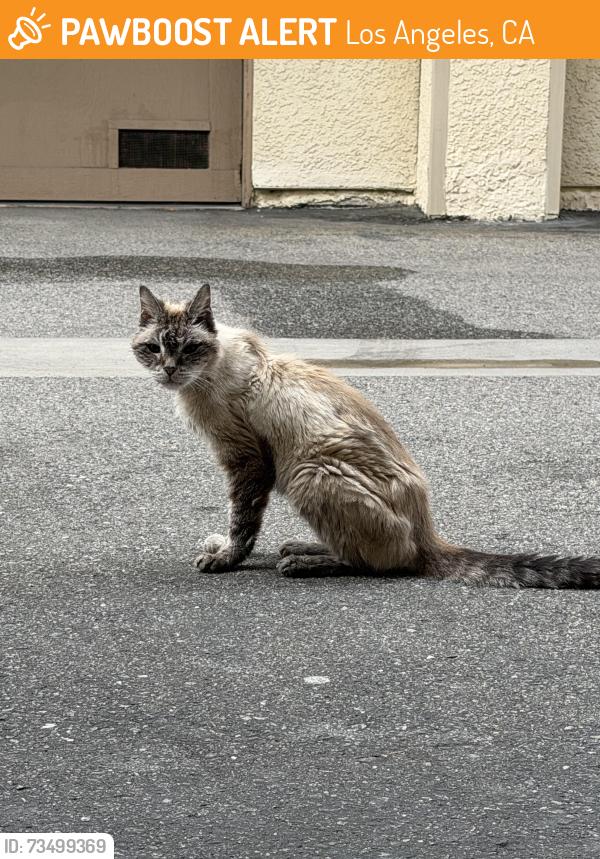 Found/Stray Unknown Cat last seen Reseda and Hatteras, Los Angeles, CA 91335