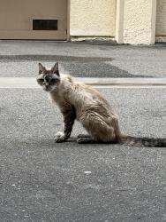 Found/Stray Unknown Cat last seen Reseda and Hatteras, Los Angeles, CA 91335