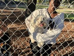 Found/Stray Female Dog last seen Near Palmer hse Dr, Sacramento, CA 95828