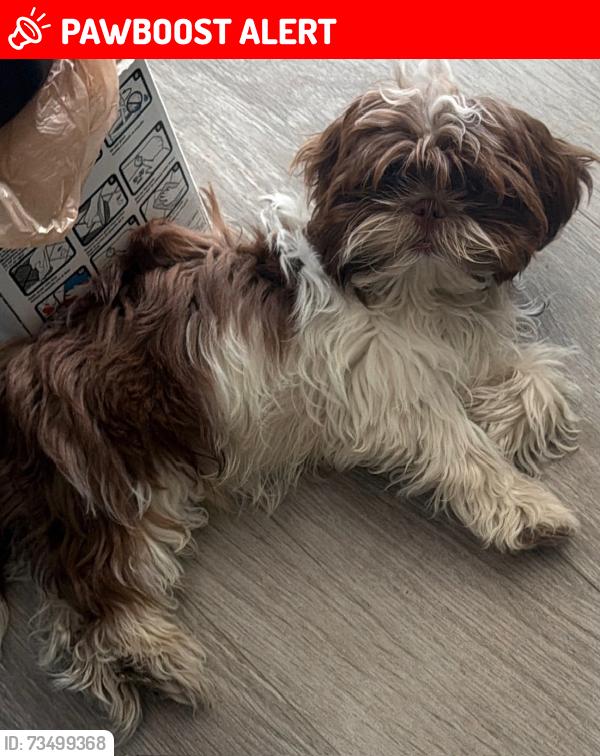 Lost Male Dog last seen Margaret and Hubbard and 6th, East Los Angeles, CA 90022