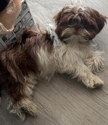 Lost Male Dog last seen Margaret and Hubbard and 6th, East Los Angeles, CA 90022
