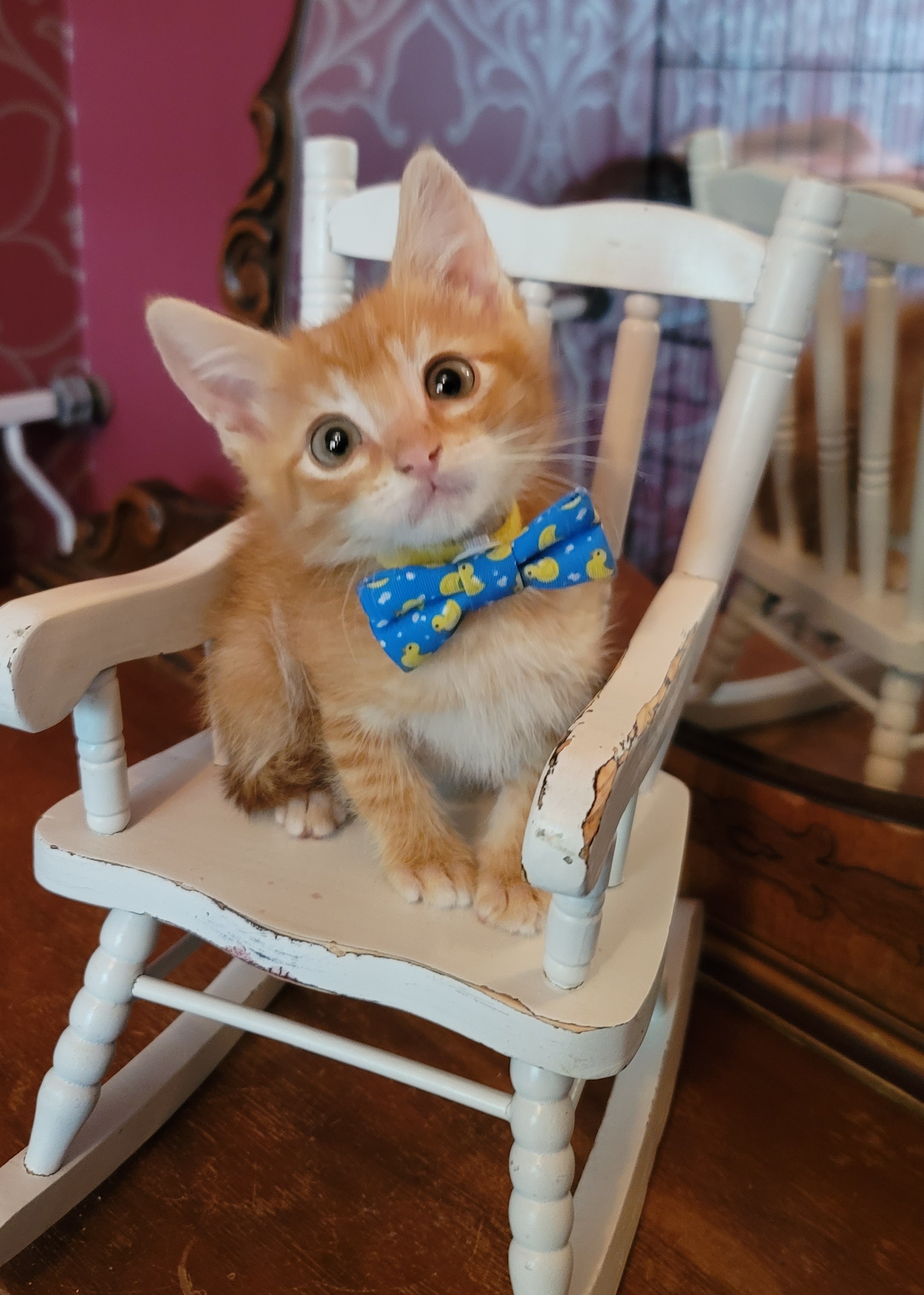 Shelter Stray Male Cat last seen Near W 175 N, West Point, UT 84015, USA, 1422 E 600 N, Fruit Heights, UT 84037, USA