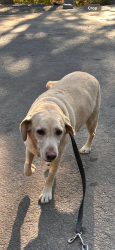 Found/Stray Unknown Dog last seen Doaks Ferry & Orchard Heights, Salem, OR 97304