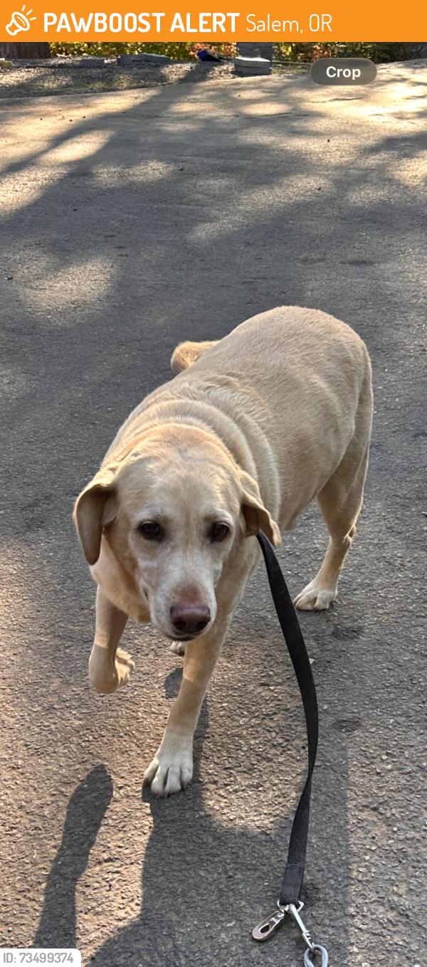 Found/Stray Unknown Dog last seen Doaks Ferry & Orchard Heights, Salem, OR 97304