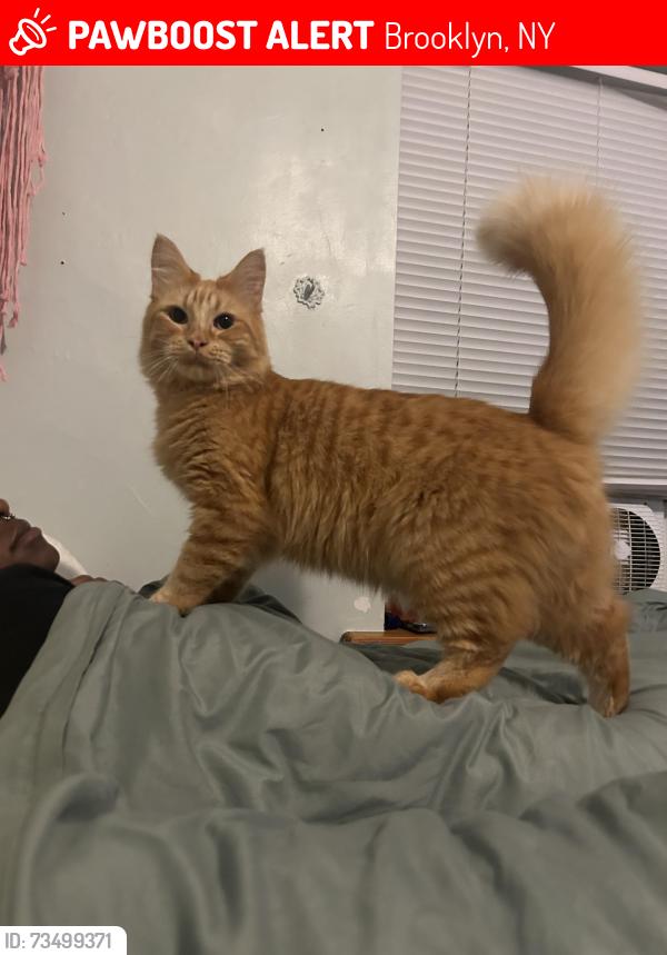 Lost Male Cat last seen Near E 93rd st, Brooklyn, NY 11236