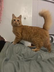 Lost Male Cat last seen Near E 93rd st, Brooklyn, NY 11236