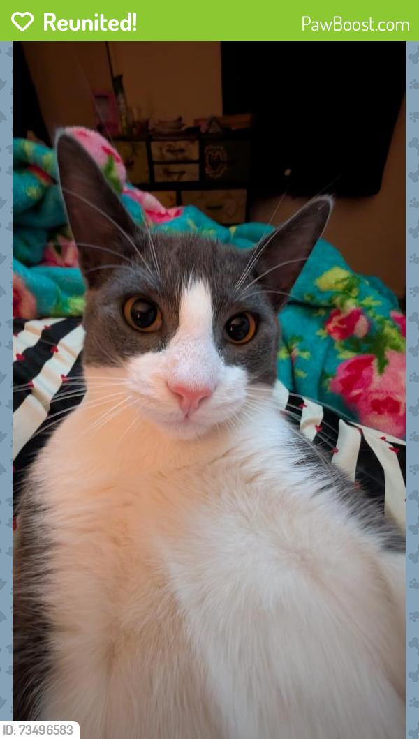 Reunited Male Cat last seen Near Georgia Ave, Kansas City, KS 66109, USA, Kansas City, KS 66109
