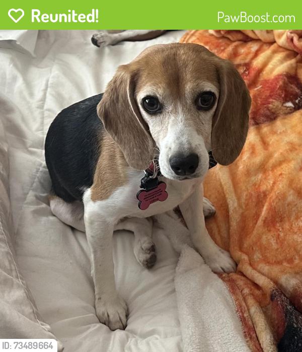 Reunited Female Dog last seen Ridge Road and Navahopi, Sedona, AZ 86336