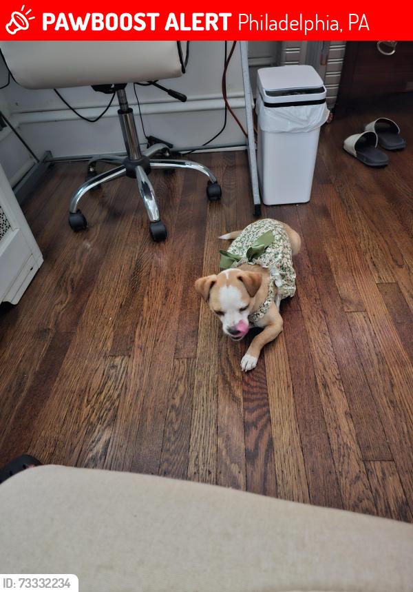 Lost Female Dog last seen Frankford ave, Philadelphia, PA 19135